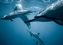 Baccarat Gaming-【欧洲杯】卢卡库破门比利时2比0全胜 芬兰小组第三